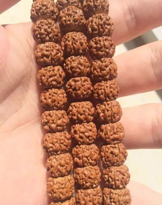 金刚贵贱区别,金刚菩提多久能红