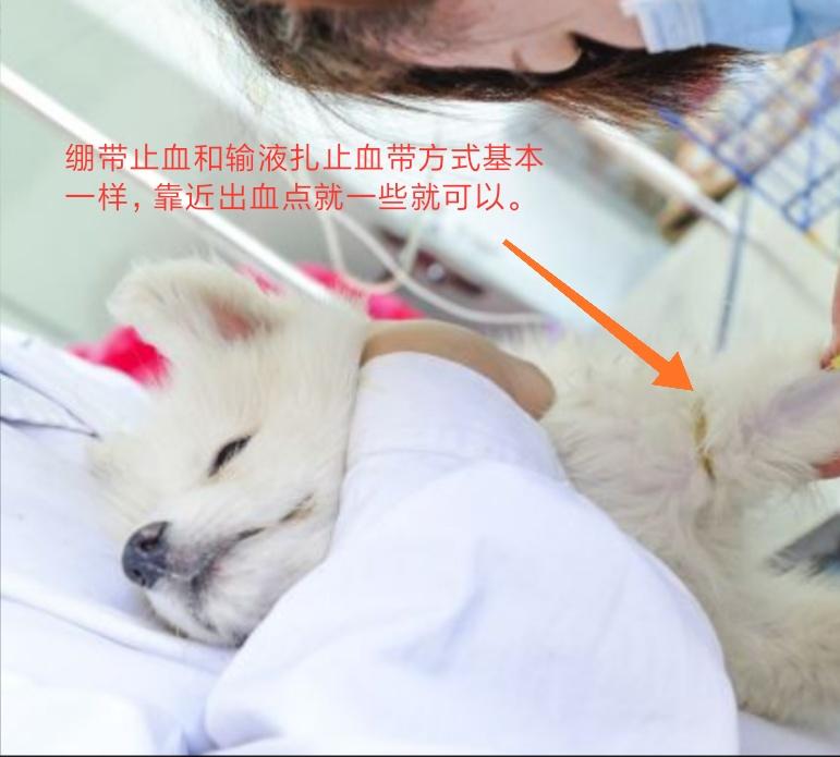 猫狗划伤的处理方法,猫狗掉了皮的伤口怎么处理