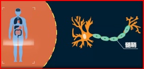 最新多发性硬化国产仿制药,多发性硬化有新药了吗