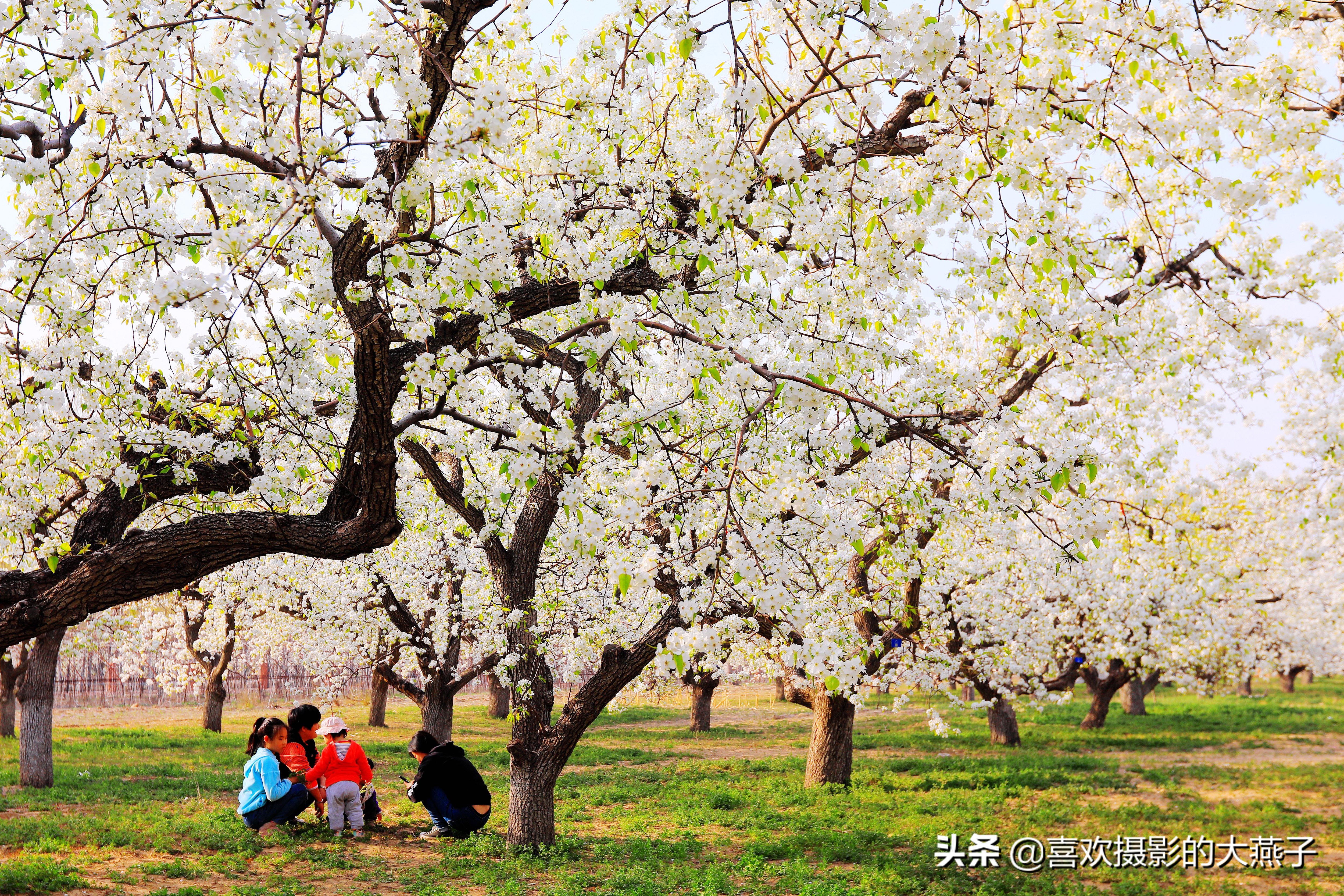 大兴万亩梨花园地点,北京大兴赏梨花具体位置