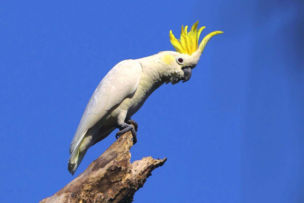 世界上最聪明的鸟是哪样的,世界上最聪明的鸟类排名