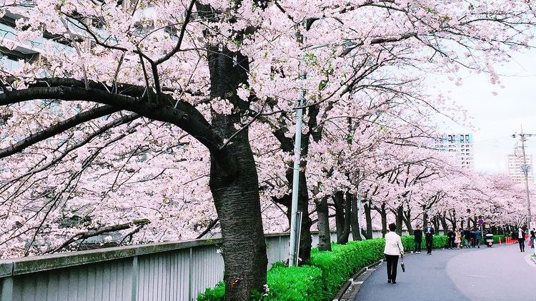 日本东京目黑川樱花,日本目黑川樱花美景
