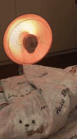 行走的蒲公英猫咪照片,行走的蒲公英猫品种