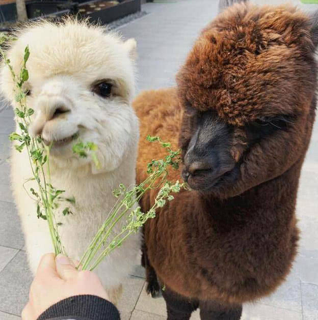 王思聪的狗可可最近怎样了,王思聪养宠物