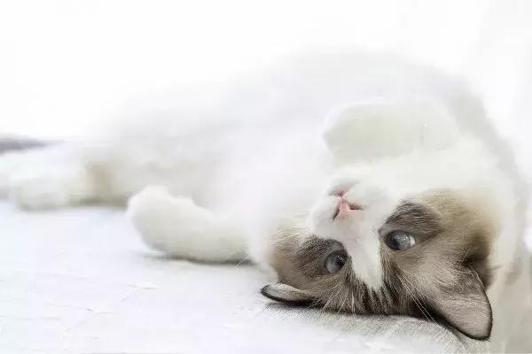 如果猫咪走丢了报警可以吗,猫咪走丢了如何把猫咪找回