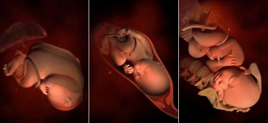 胎儿的发育全过程及注意事项,胎儿发育40周全过程纪录片