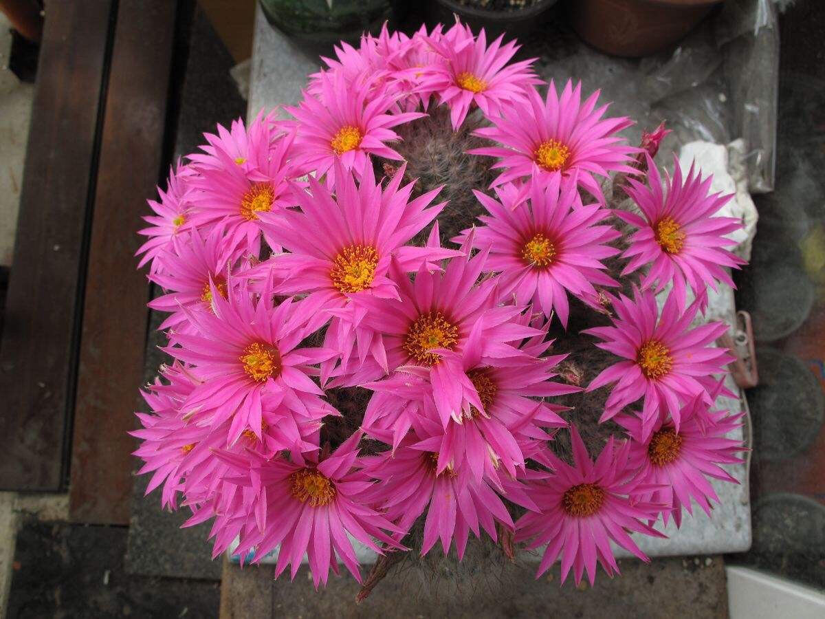 养仙人球运气好吗,仙人球养殖方法和浇水方法图片