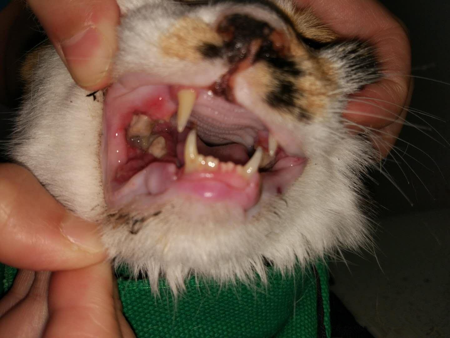 猫咪老了如何安乐死,猫咪注意事项及护理方法