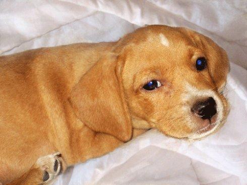 狗狗常见的皮肤病有哪一些,狗狗常见的6种皮肤病