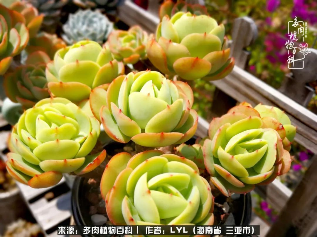 开挂区养多肉,非开挂区怎么把多肉养出状态