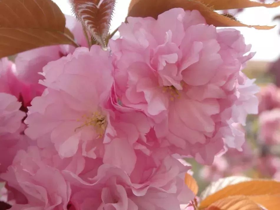 看到花的时候，不知是什么花？那就收下这份百花图谱