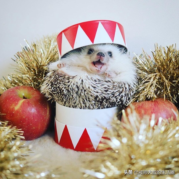小刺猬到底有多可爱,很可爱的小刺猬有哪些