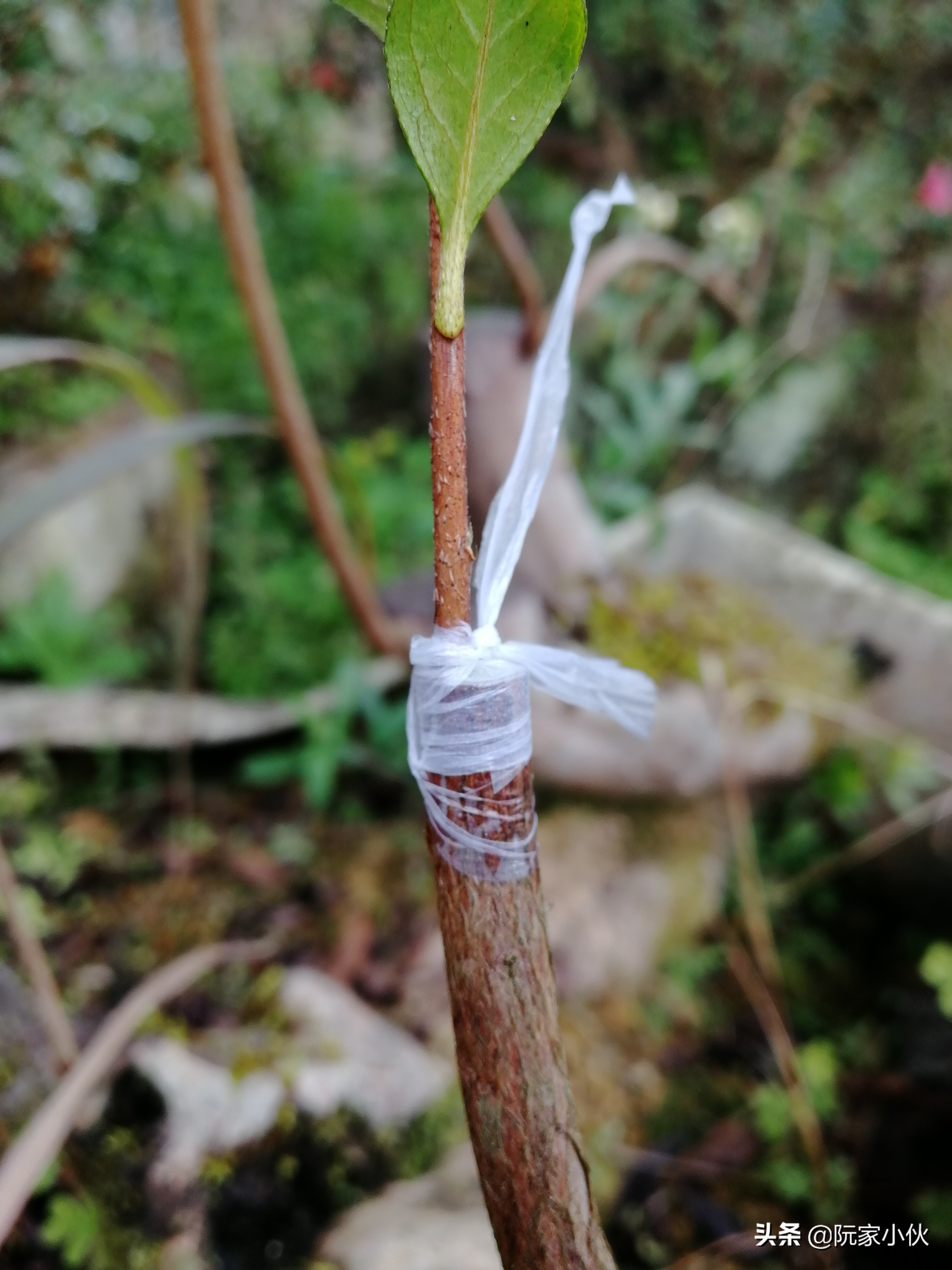 映山红嫁接的杜鹃怎么养护,映山红嫁接杜鹃多久长芽