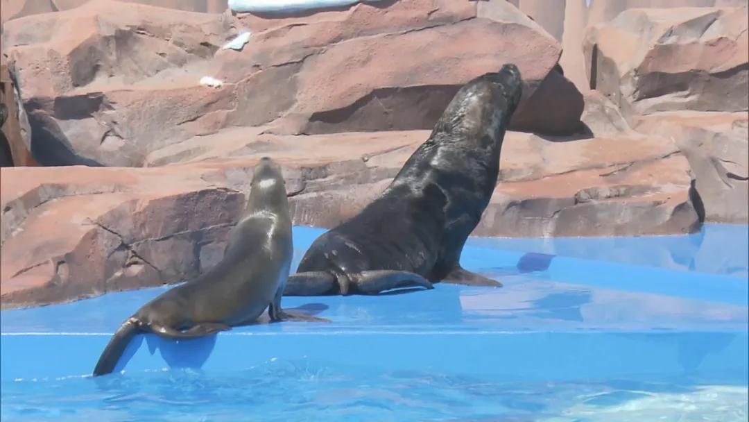 紧张又温暖！陡坡上，海狗妈妈突然分娩，保育员高举塑料桶空中接生！