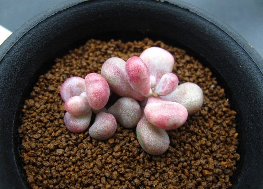 夏季桃蛋如何度夏,多肉桃蛋徒长了怎么办