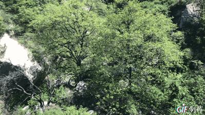 专治各种恐高症的玻璃栈道,少华山玻璃栈道旅游攻略