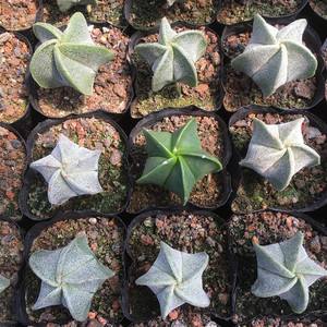 101个仙人球品种,101种仙人球开花图片