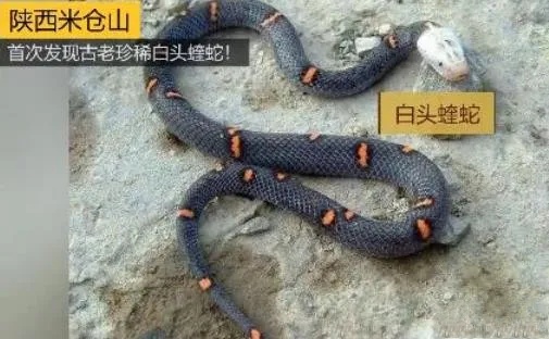中国27种毒蛇白头蝰,白头蝰是什么蛇