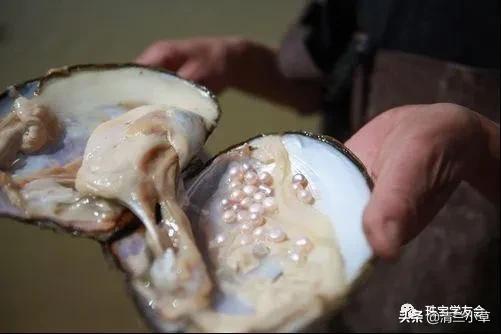 珍珠的知识图片大全,珍珠最全知识