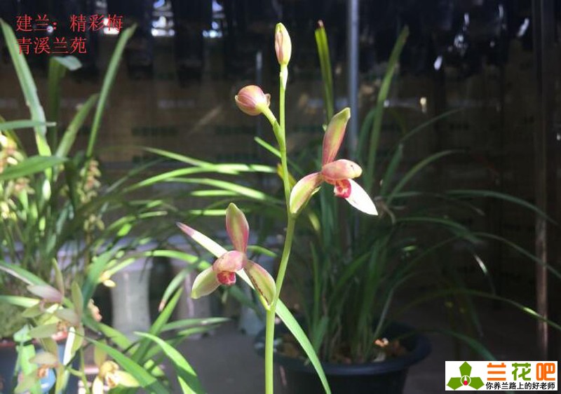 古今养兰经典,养兰秘诀