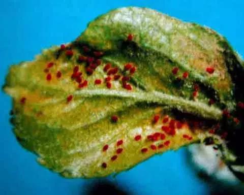 樱桃的常见病虫害及防治方法,樱桃常见虫害防治方案