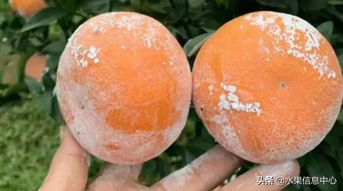 中国水果大全,中国水果大全图片和名字