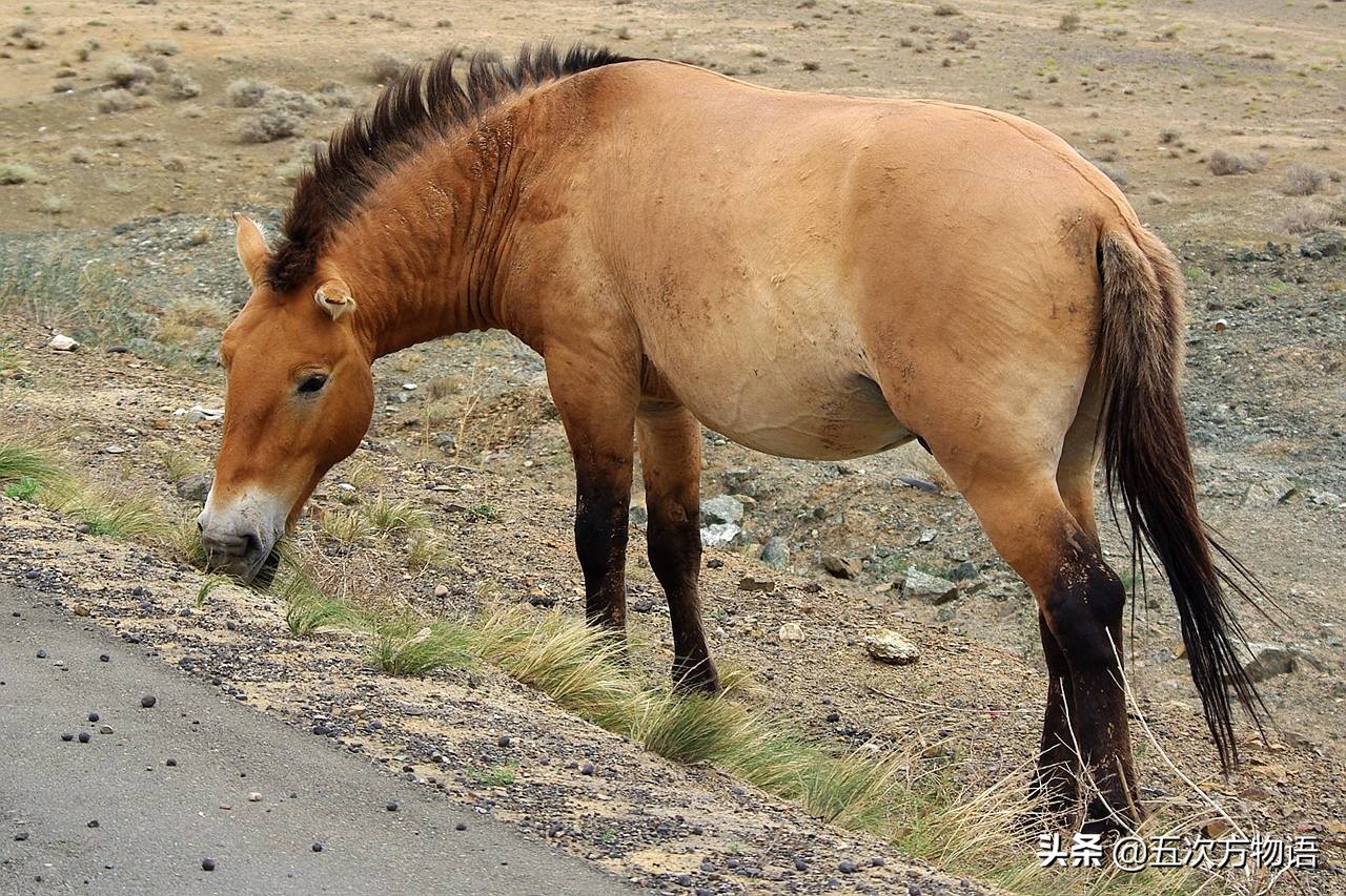 骡子不能生育的原因是谁惹的祸,为什么马和驴生的骡子不能生育