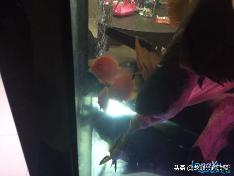 手把手教你做龙鱼最强营养秘方食谱--鲜虾牛肉狮子头,别馋哈