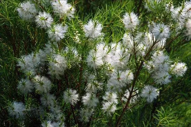 山茶油和茶树油有什么区别,山茶油很多是假的吗