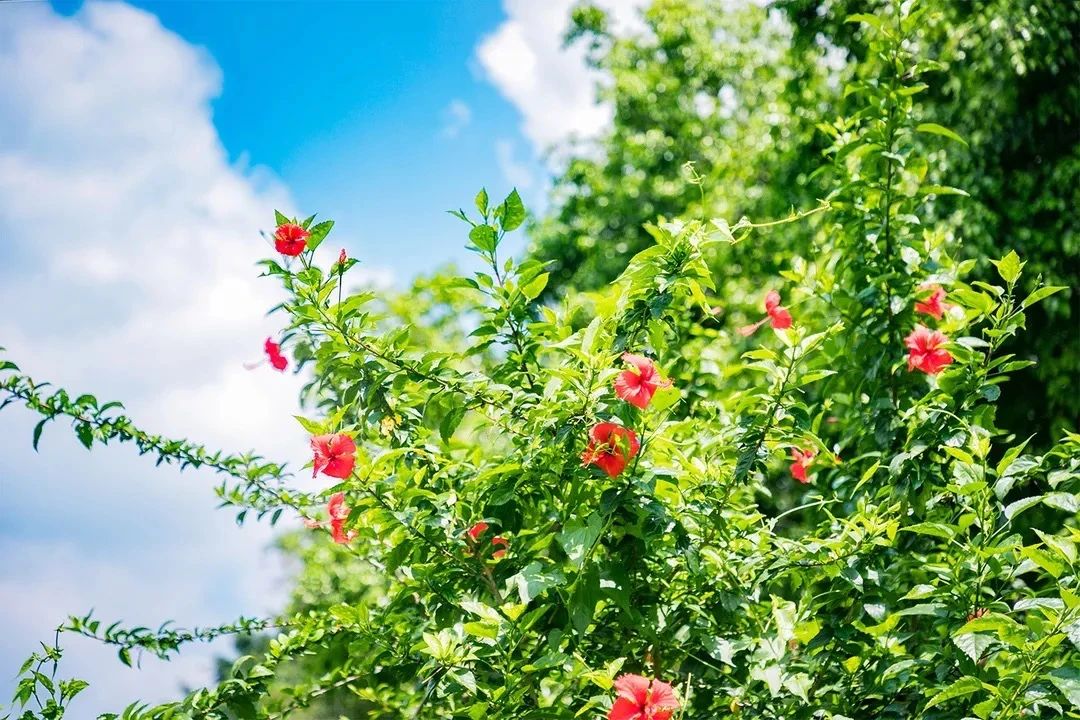 深圳周末浪漫好去处,深圳浪漫约会地点十个景点