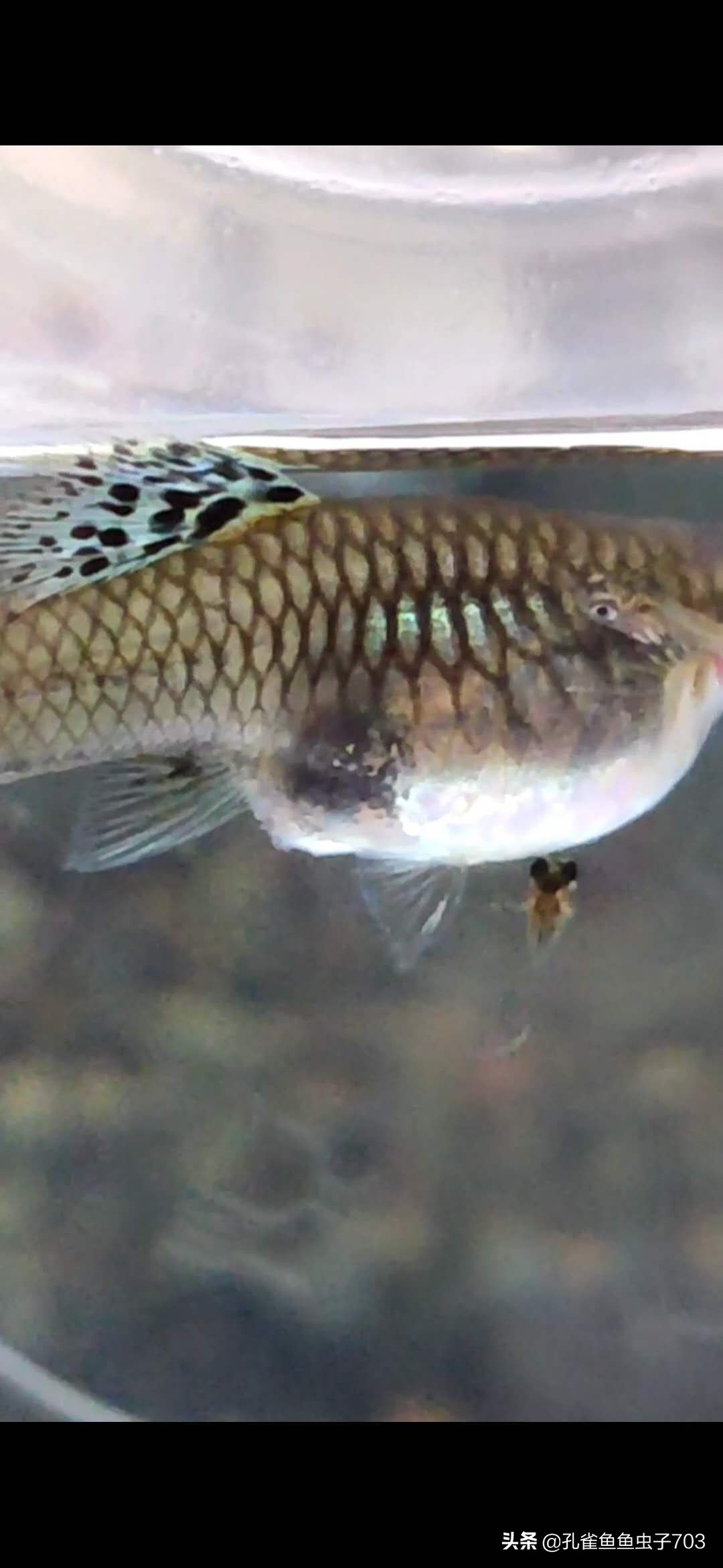 孔雀母鱼多久生一次,孔雀母鱼生一半不生了