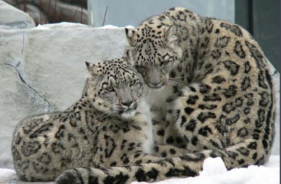 雪豹眼虹膜呈黄绿色，在强光照射下，它的瞳孔竟然是圆状呦