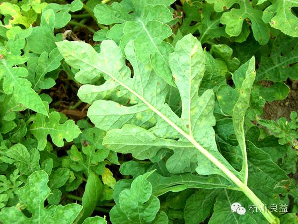 西瓜病虫害一本通表,西瓜红薯种植病虫害防治