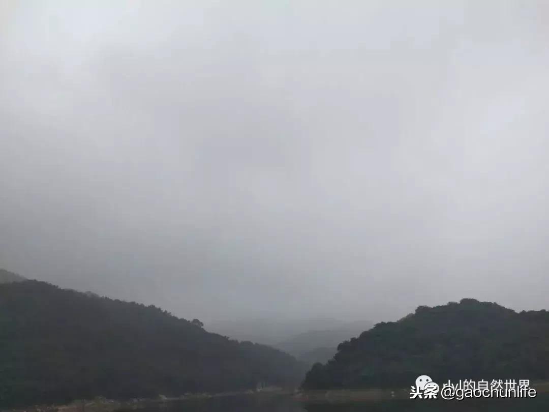 大草龟和小草龟谁好养,变异草龟和草龟的区别