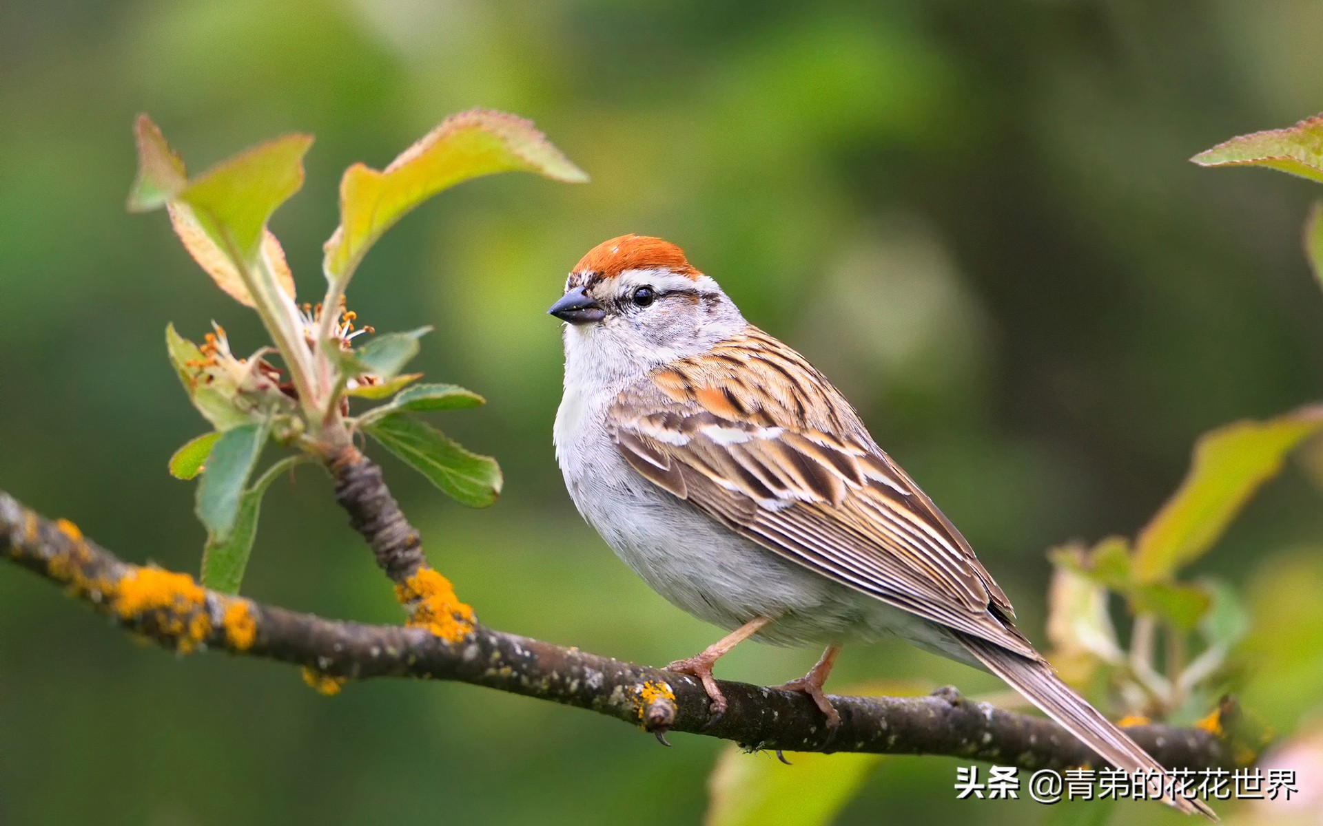 笼养鸟没精神怎么办,笼养鸟眼睑肿怎么治疗