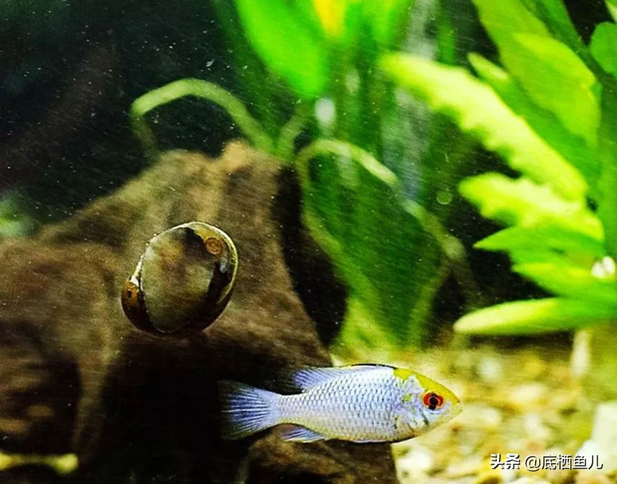 树脂材质的假山怎么样,树脂做假山造型视频