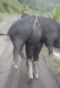 搞笑gif惊讶原来渣猫长这个样子,搞笑gif段子最后这只猫也太萌了吧