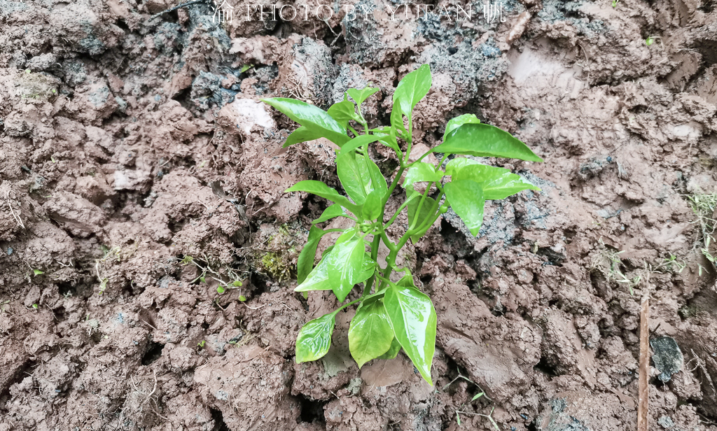 批发各种蔬菜苗苦瓜苗 (西瓜苦瓜丝瓜黄瓜甜瓜辣椒苗出售)