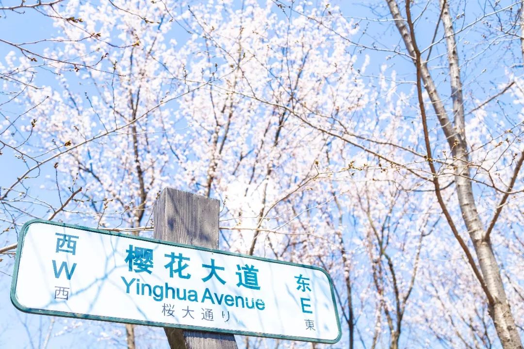 小众赏樱胜地,魔都赏樱旅游攻略