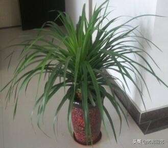 龙血树上方叶尖发黄干枯什么原因,宽叶龙血树叶尖干枯怎么救