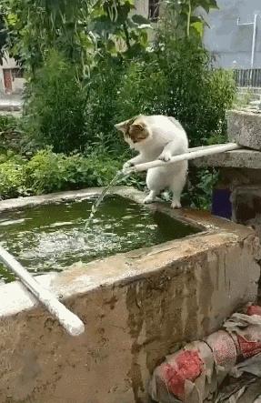 猫咪特别怕水是不是就不能洗澡,不怕洗澡的猫咪