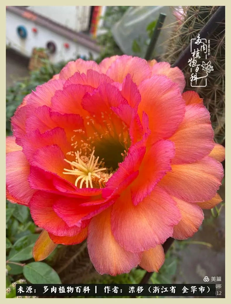 仙人球开花的惊艳瞬间,仙人球开花惊艳了6月