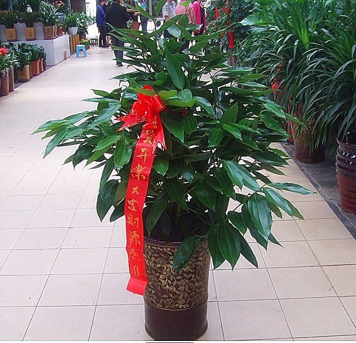 卧室可以养这五种盆栽,大盆栽植物室内旺宅