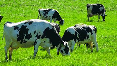 水牛奶的口感什么样,水牛奶指的是什么