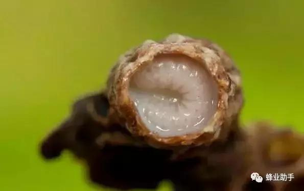 蜜蜂养殖技术一亩能赚多少钱,靠谱的蜜蜂养殖技术指导