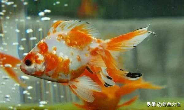 鱼缸出现藻类怎样处理,鱼缸出现青苔如何处理