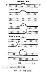 二裂酵母发酵产物有什么作用,二裂酵母发酵产物溶胞物很名贵吗