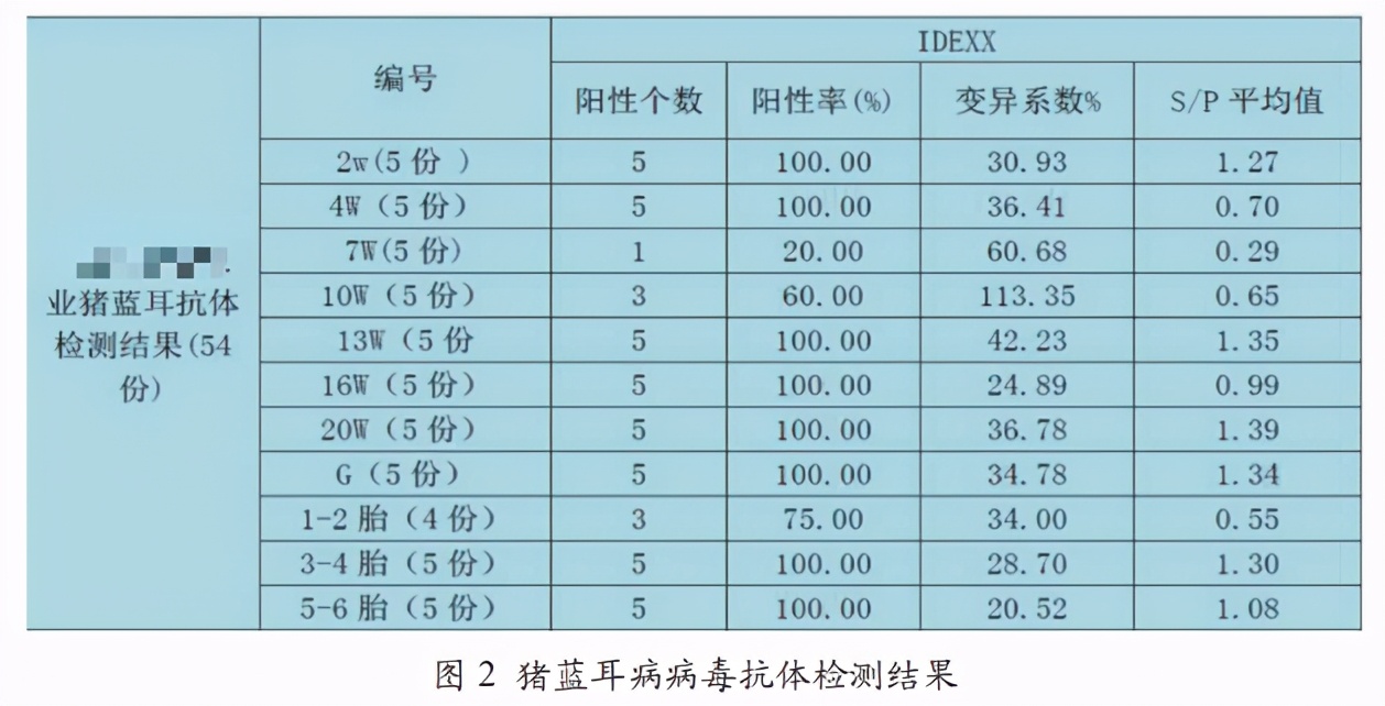 猪的圆环蓝耳病毒是怎么引起的,高致病性猪蓝耳病