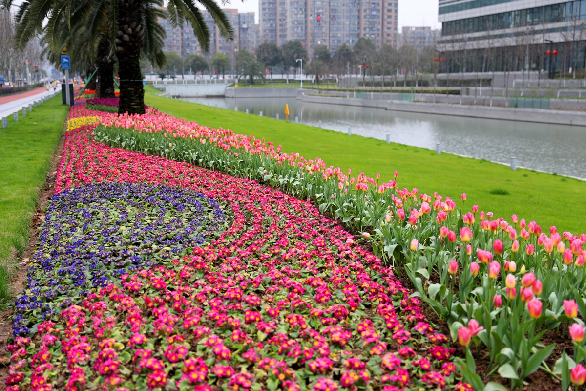 宁波现在哪里可以看郁金香,宁波郁金香在什么地方