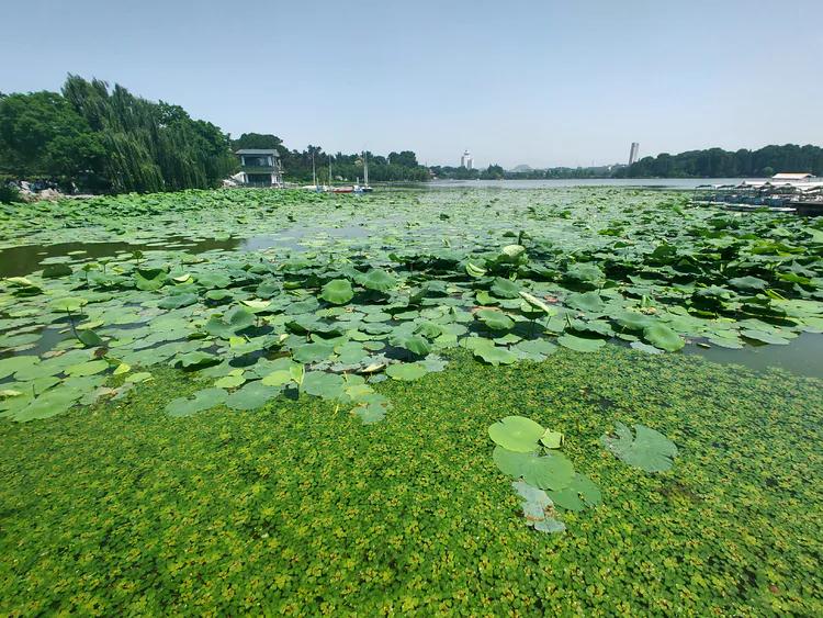曾作为禁地，与外界隔绝二百六十多年的“玄武湖”，今日锣鼓喧天